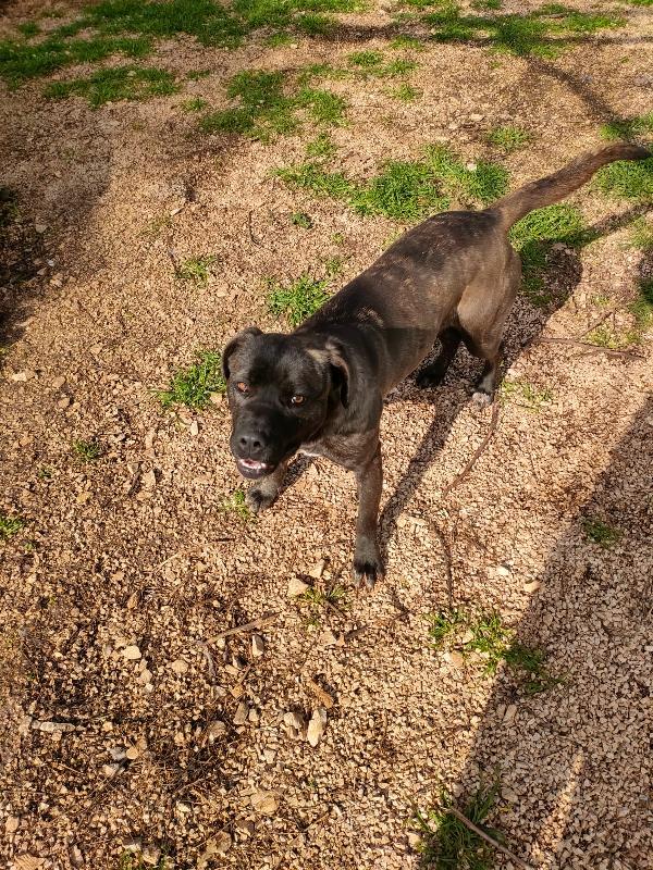 Reina - Quasi 2 Anni (nata indicativamente il 6 Ottobre 2023)  - Mix Cane Corso  - Taglia: Media   Foto 3